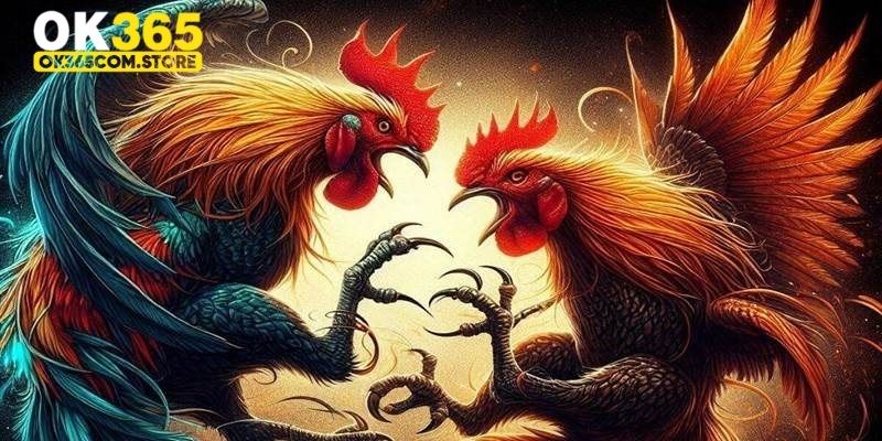 Lựa chọn chiến kê phù hợp trong đá gà Thomo